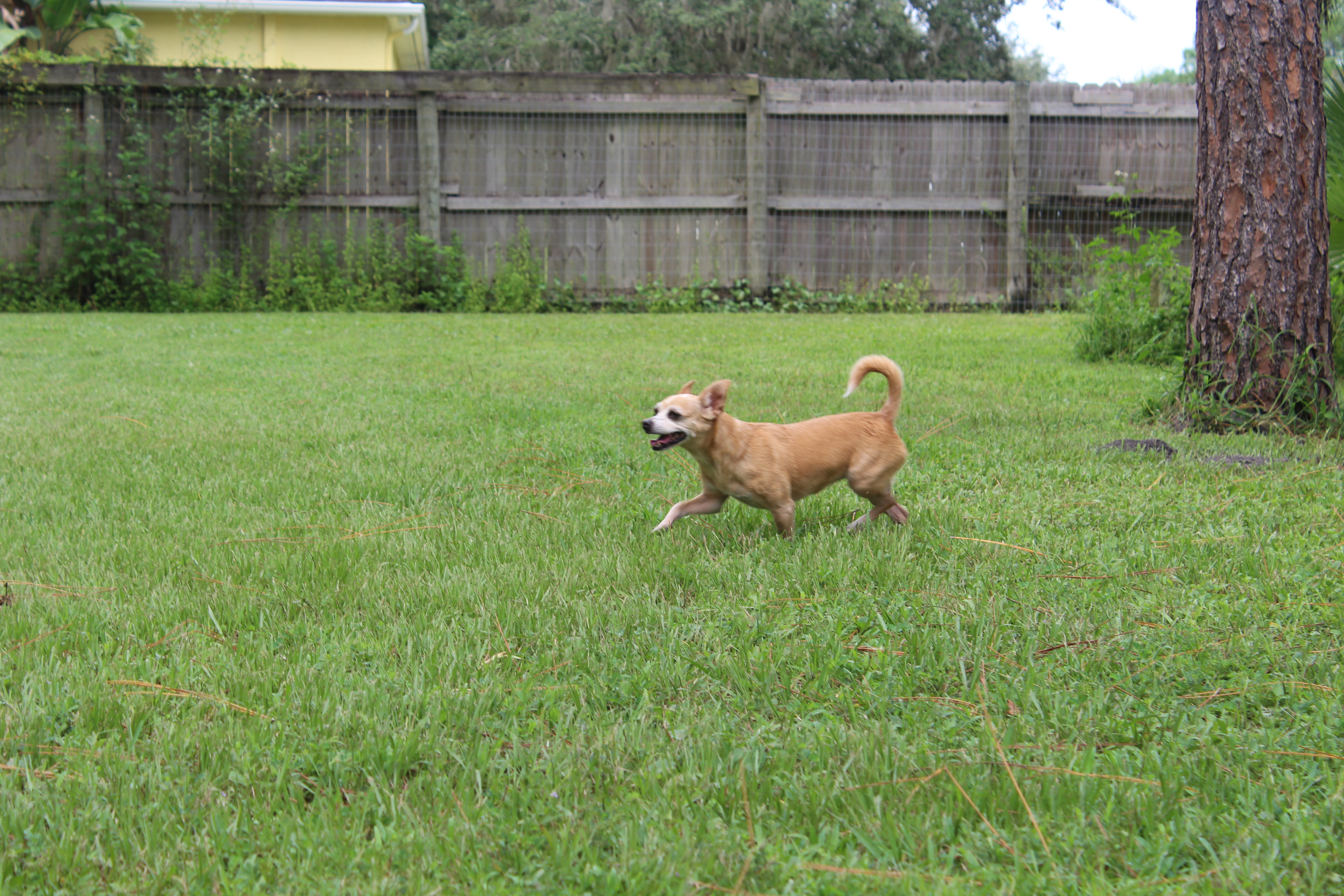 A dog playing with a frisbee in a yard.