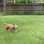 A dog running through a grassy yard with a frisbee.