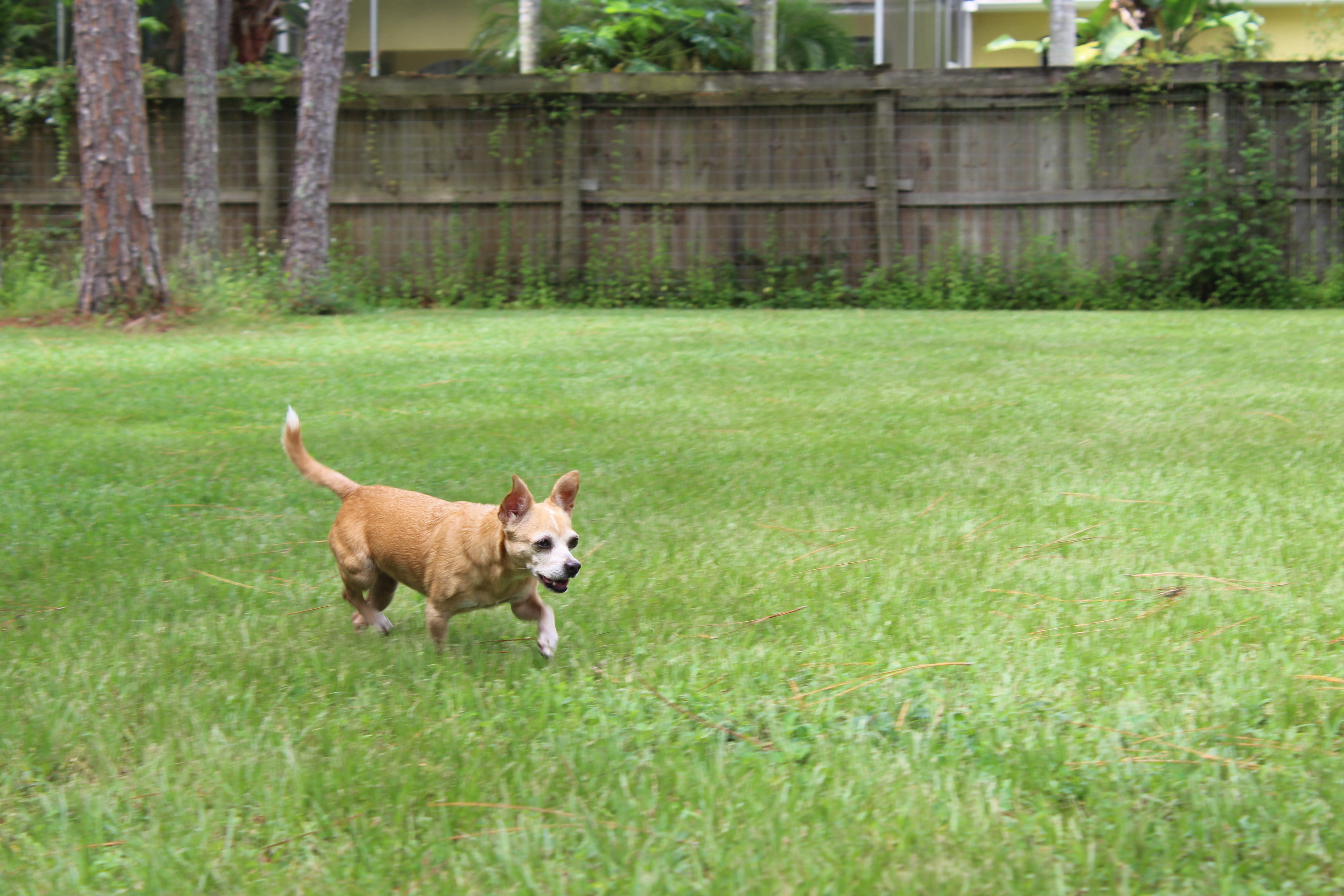 A dog running through a grassy yard with a frisbee.