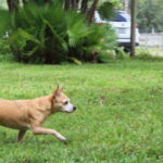 A dog is running in the grass with a frisbee.
