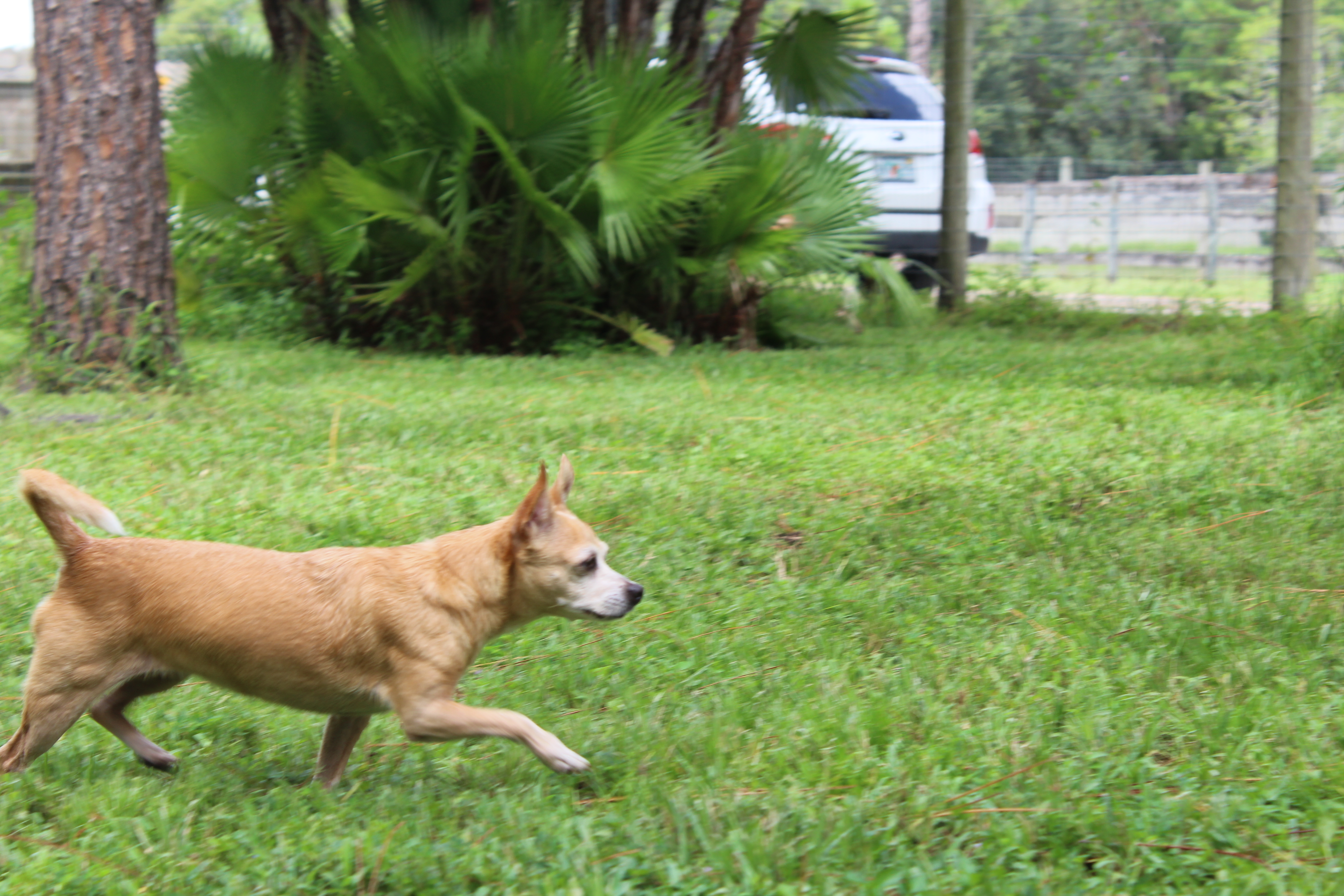 A dog is running in the grass with a frisbee.