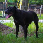 A black dog standing in the grass.