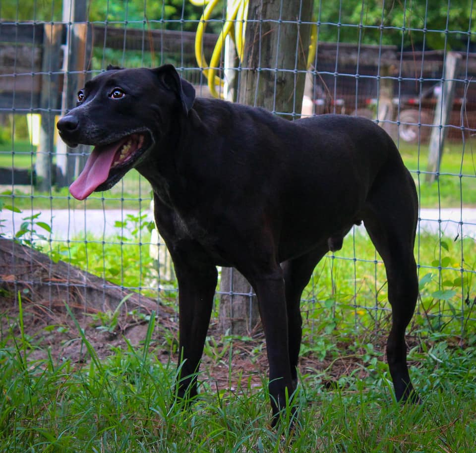 A black dog standing in the grass.