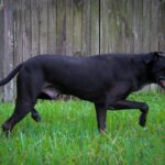 A black dog running in the grass near a wooden fence.