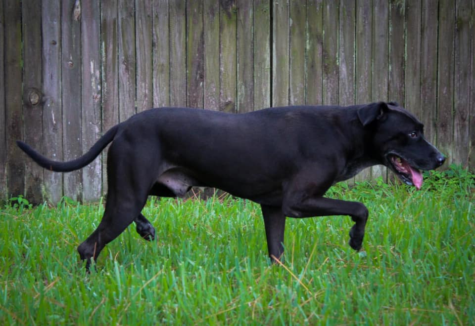 A black dog running in the grass near a wooden fence.