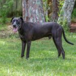 A black dog standing in the grass.