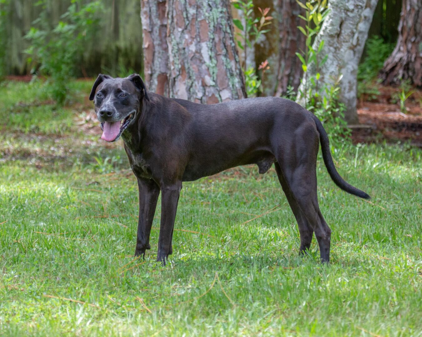 A black dog standing in the grass.