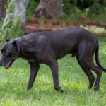 A black dog is standing in the grass.