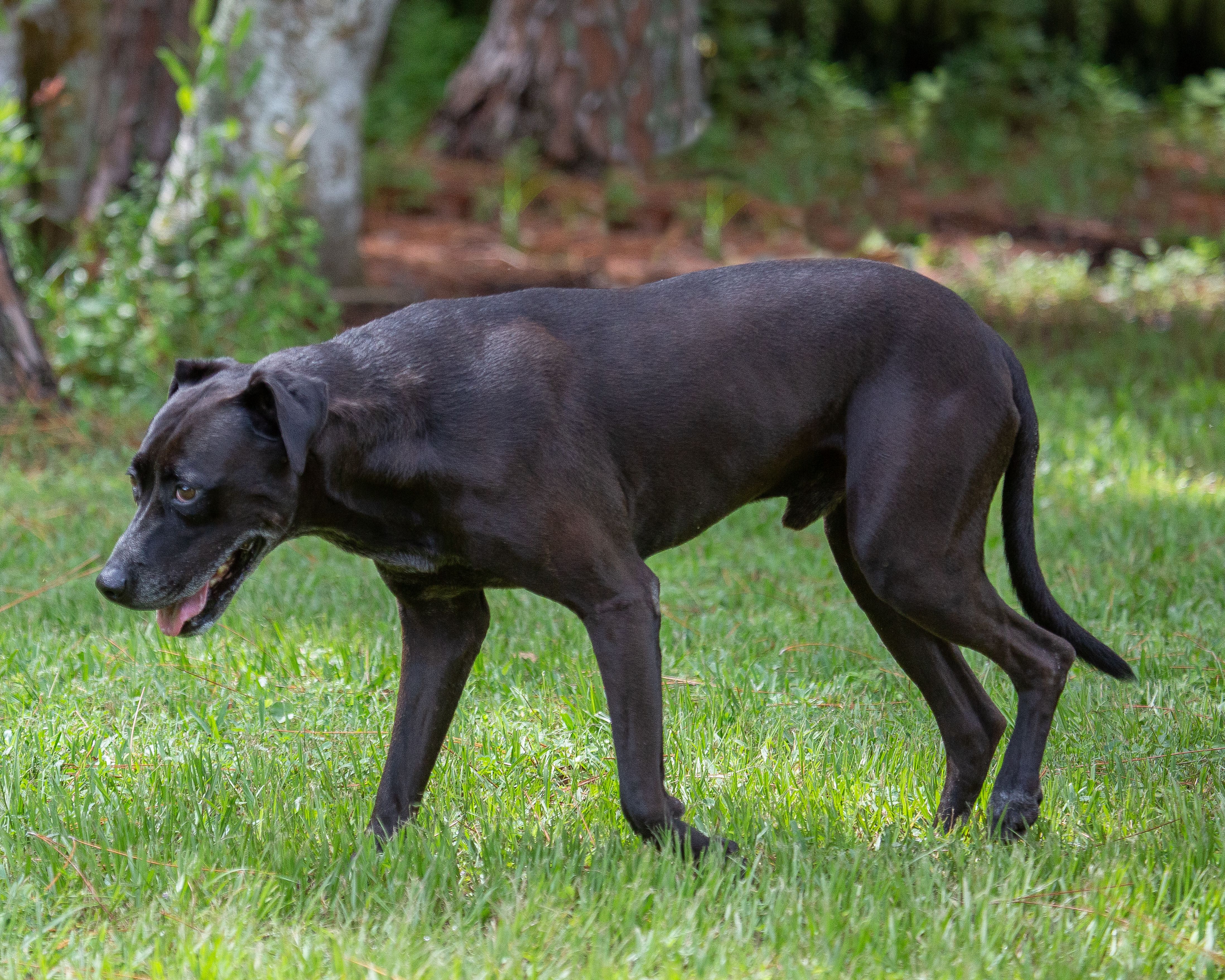 A black dog is standing in the grass.