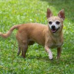 A chihuahua dog running in the grass.