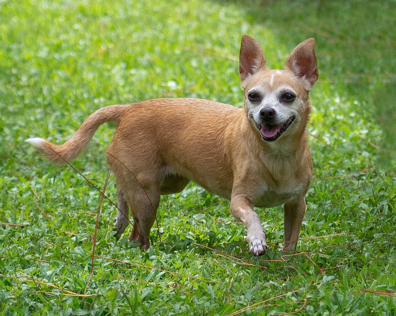 A chihuahua dog running in the grass.