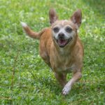A chihuahua running in the grass.