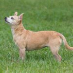 Chihuahua chihuahua chihuahua chihuah.