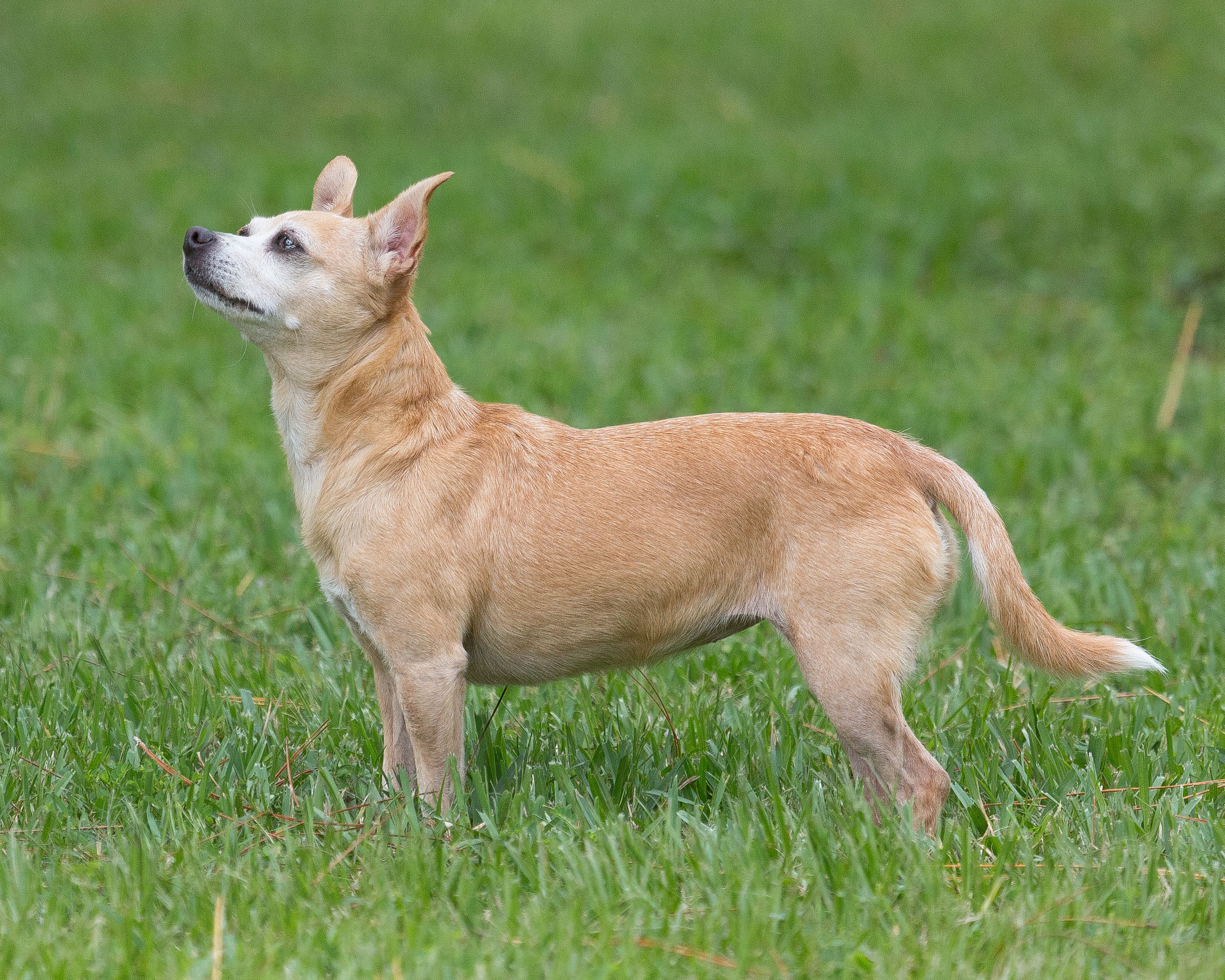 Chihuahua chihuahua chihuahua chihuah.