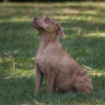 A brown dog sitting in the grass.