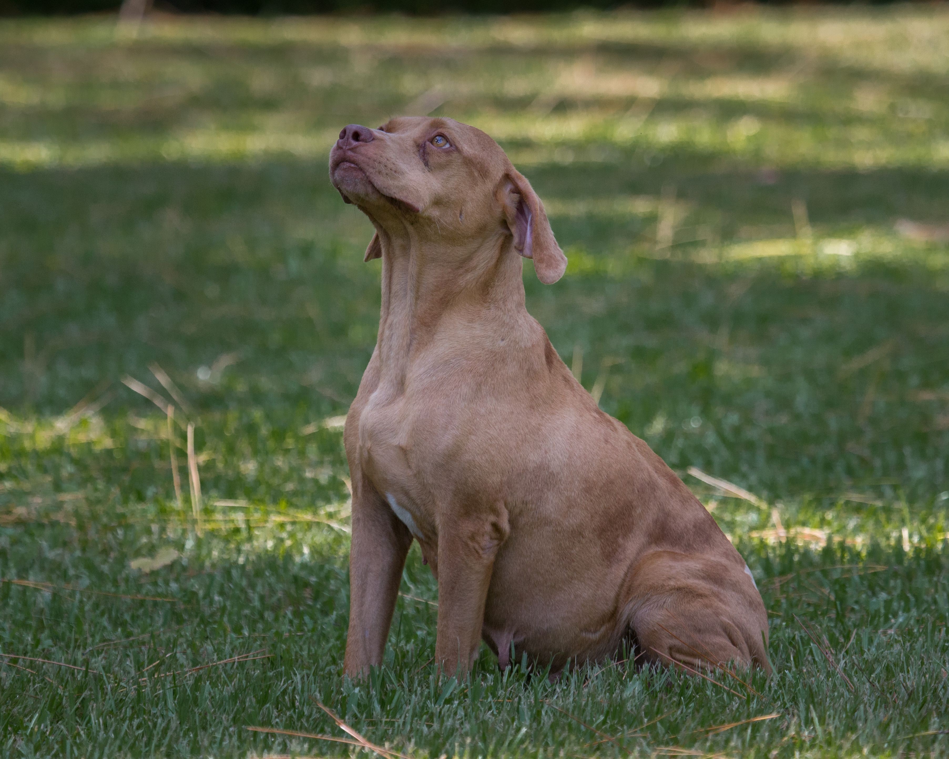 A brown dog sitting in the grass.