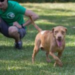 A man squatting down to play frisbee with a dog.