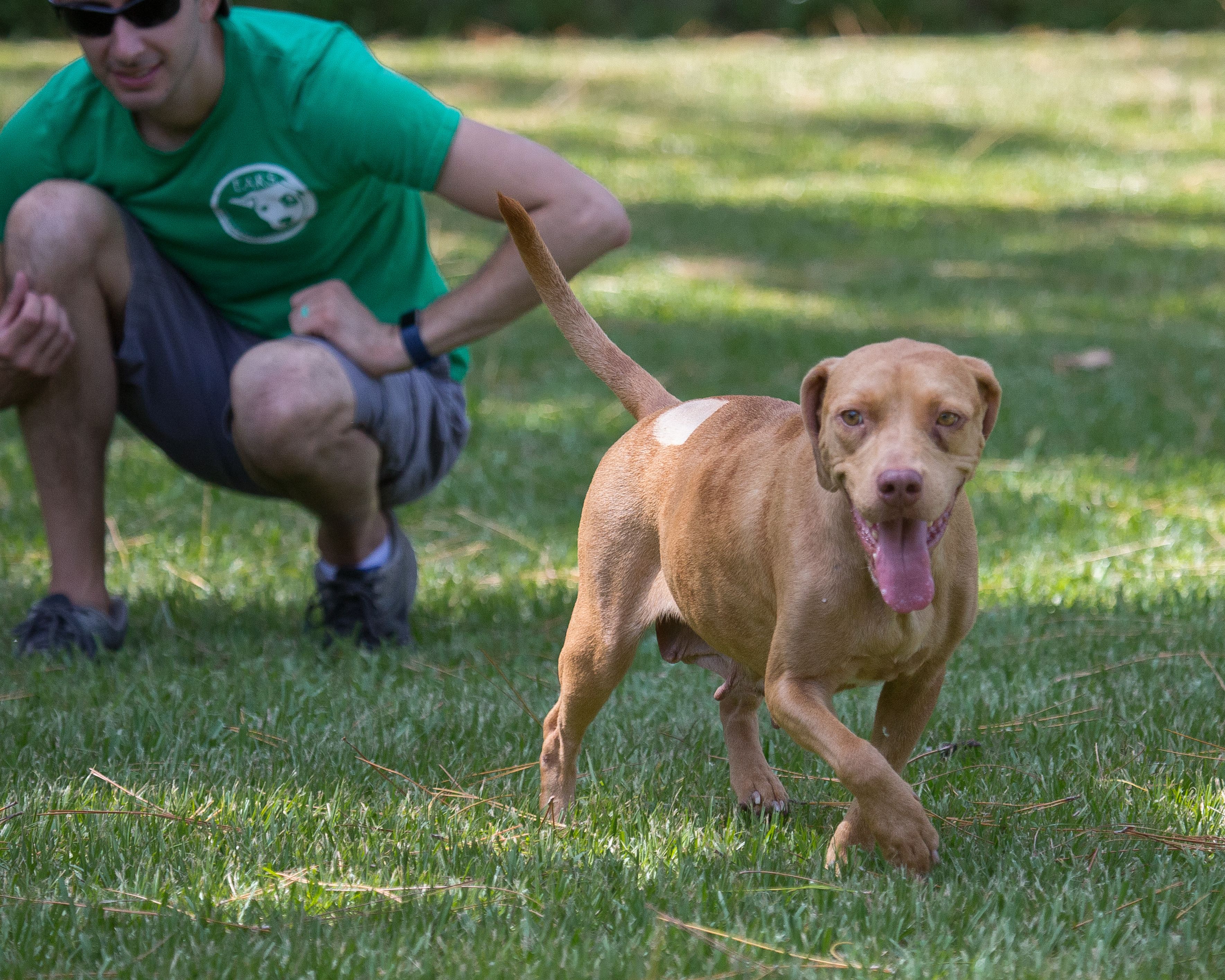 A man squatting down to play frisbee with a dog.