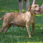 A person is petting a dog in the grass.