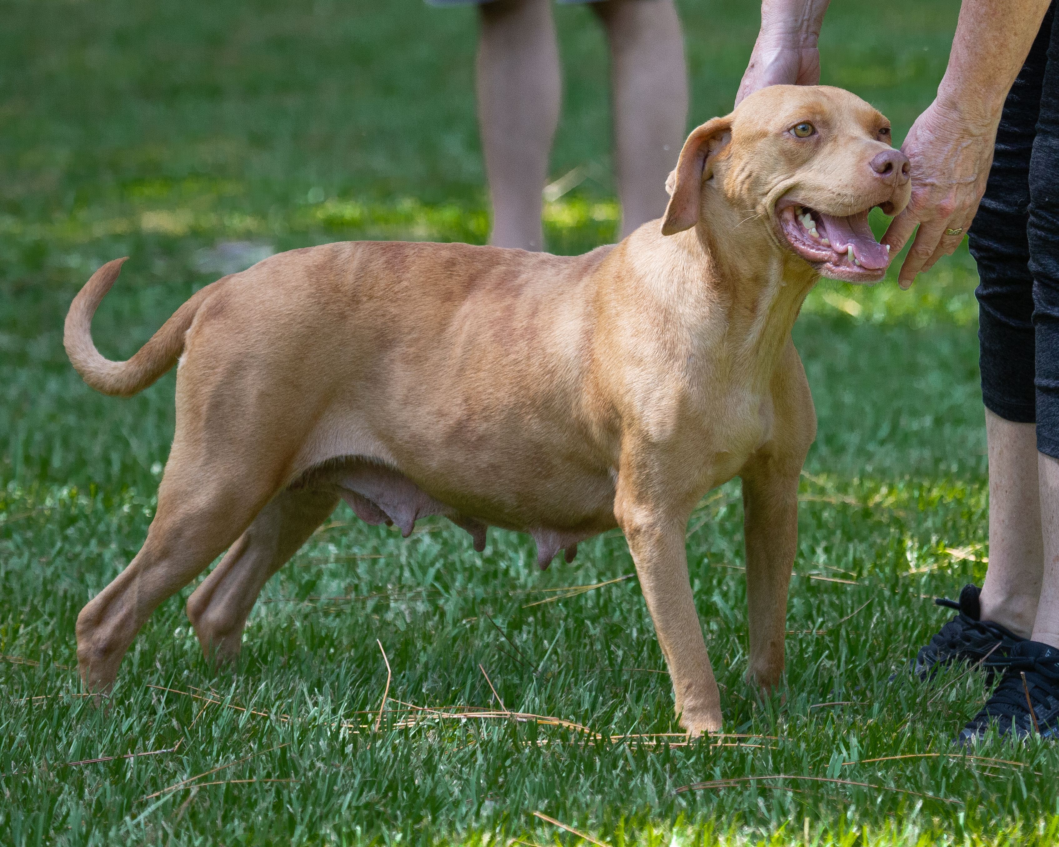 A person is petting a dog in the grass.