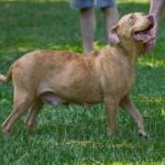 A brown dog standing in the grass.