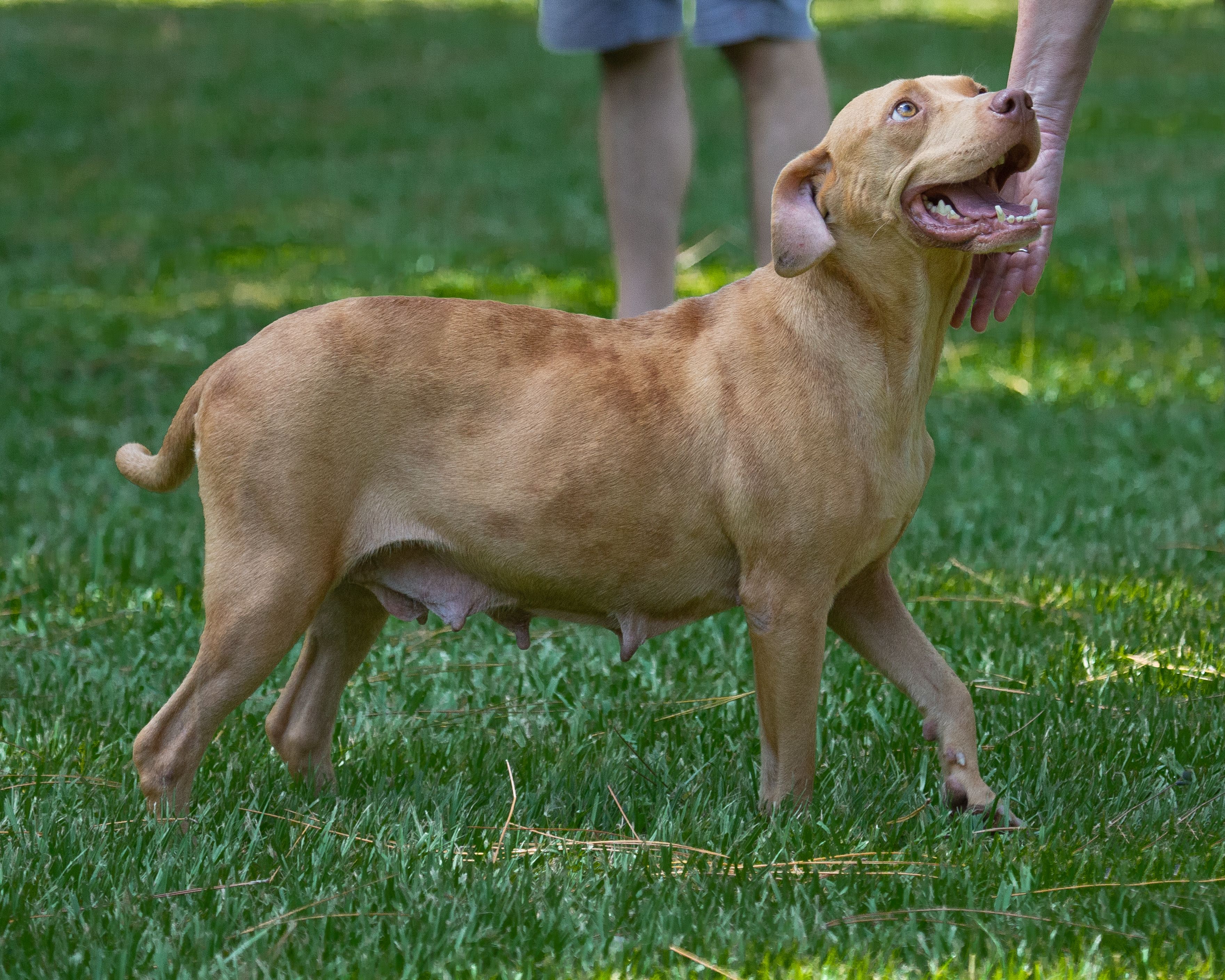A brown dog standing in the grass.