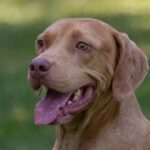 A brown dog with its tongue out looking at the camera.