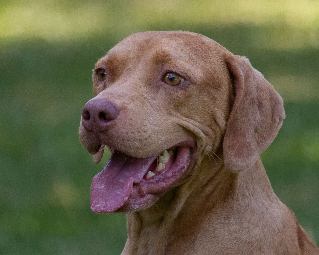 A brown dog with its tongue out looking at the camera.