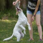 A woman is catching a frisbee with her dog.