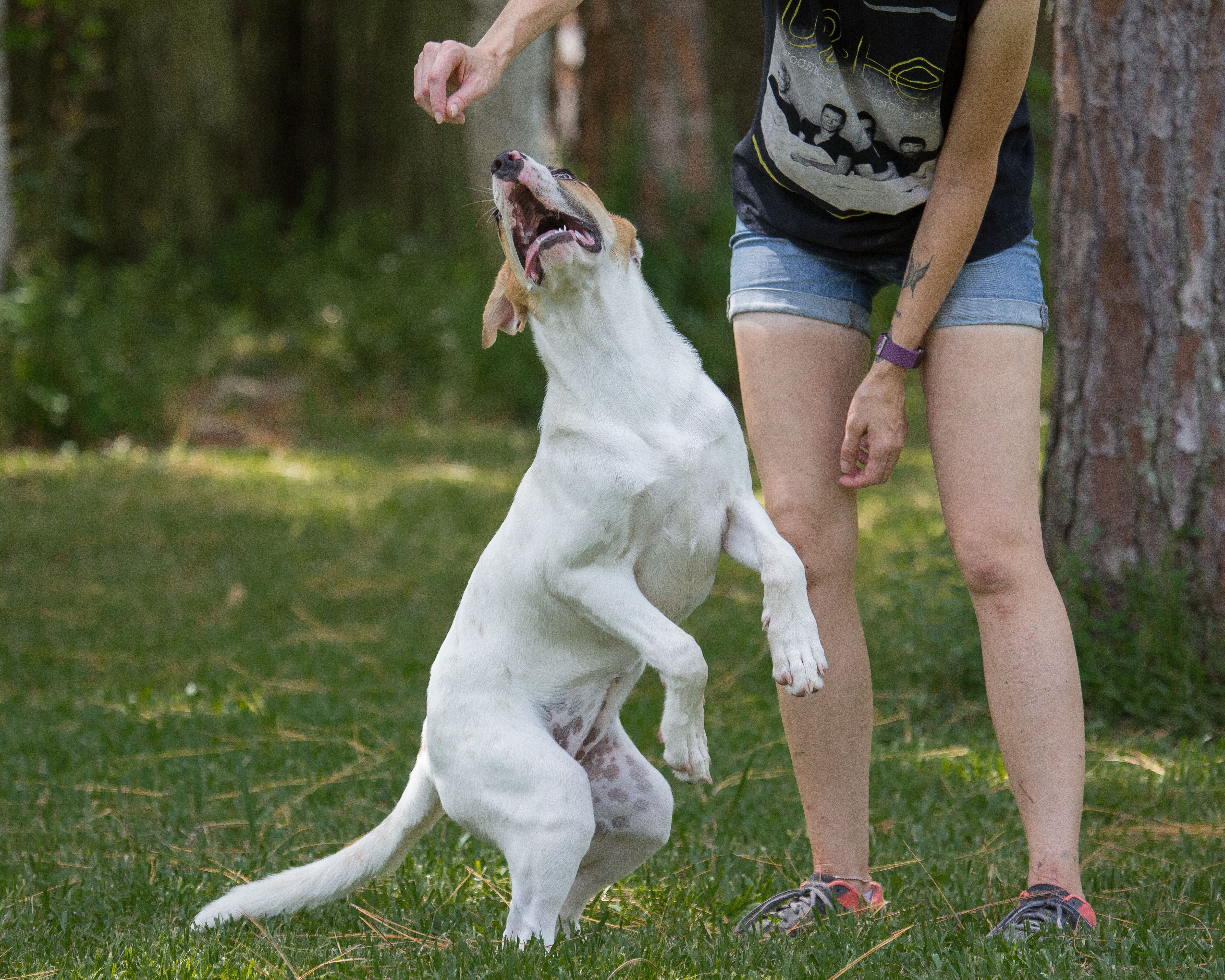 A woman is catching a frisbee with her dog.