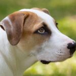 A close up of a brown and white dog.