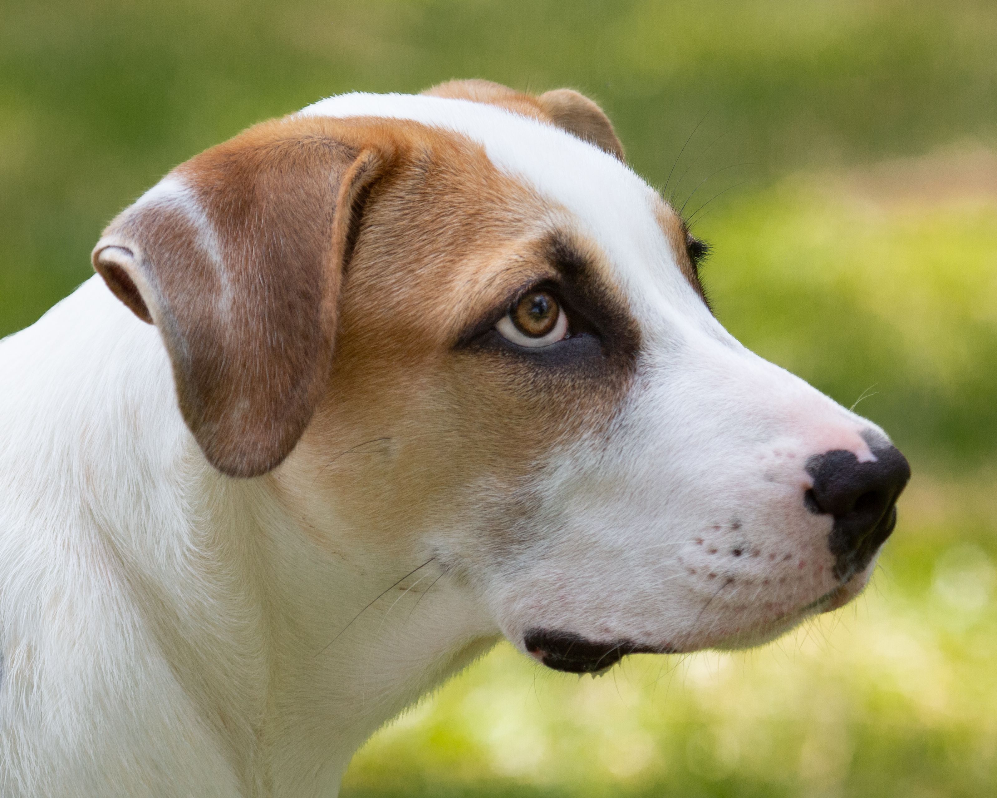 A close up of a brown and white dog.