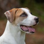 A white and brown dog with its tongue out.
