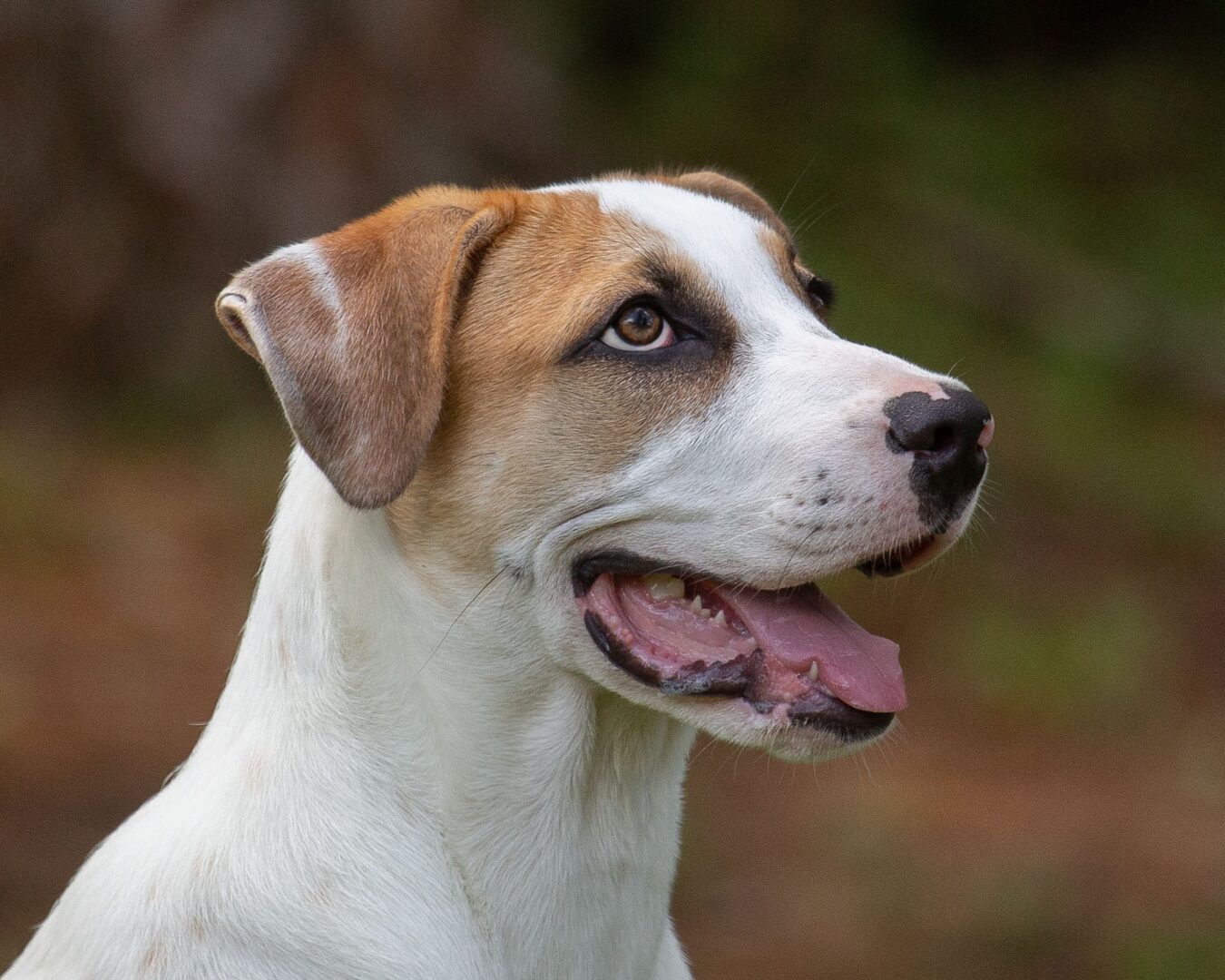 A white and brown dog with its tongue out.
