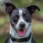 A black and white dog wearing a collar.