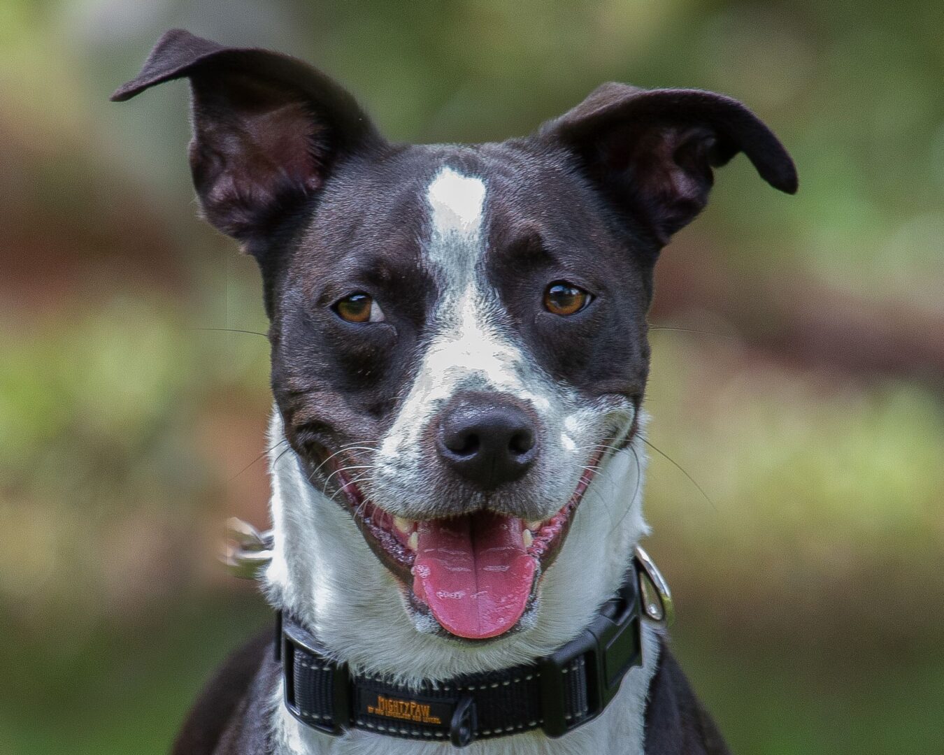 A black and white dog wearing a collar.