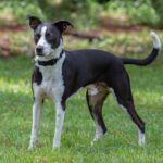 A black and white dog standing in the grass.