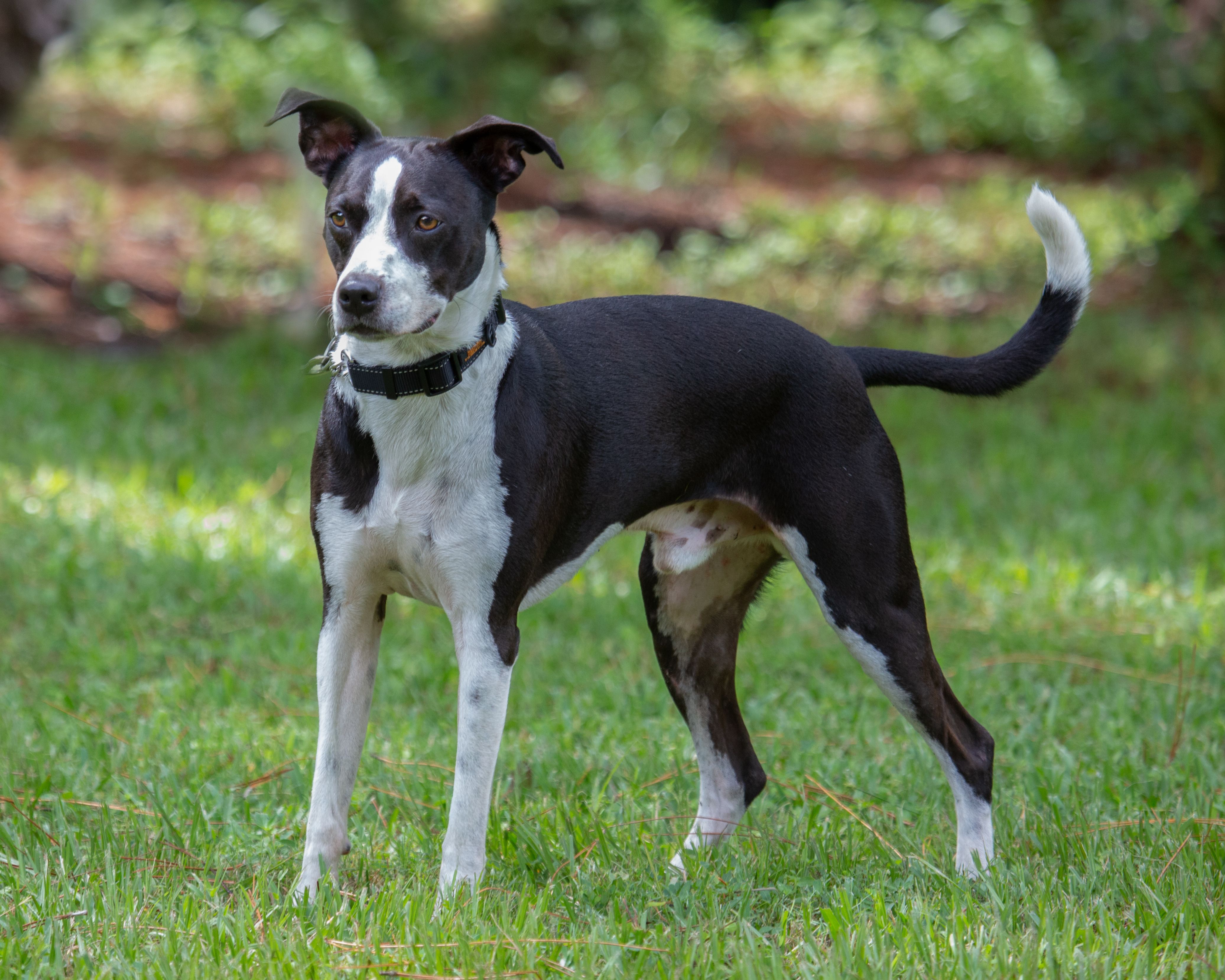 A black and white dog standing in the grass.