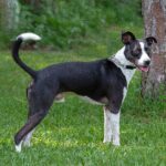A black and white dog standing in the grass.