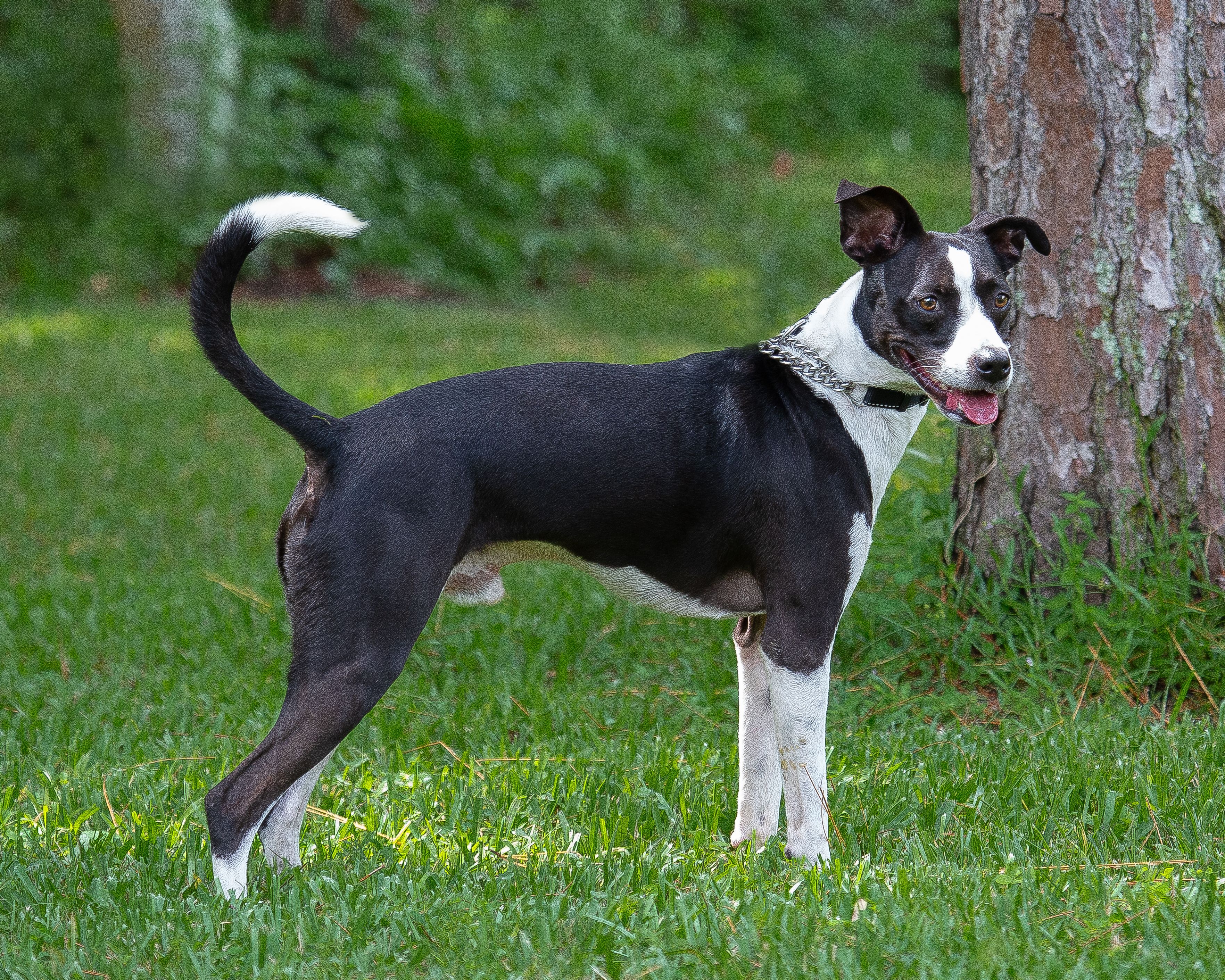 A black and white dog standing in the grass.