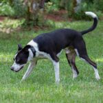 A black and white dog chasing a frisbee in the grass.