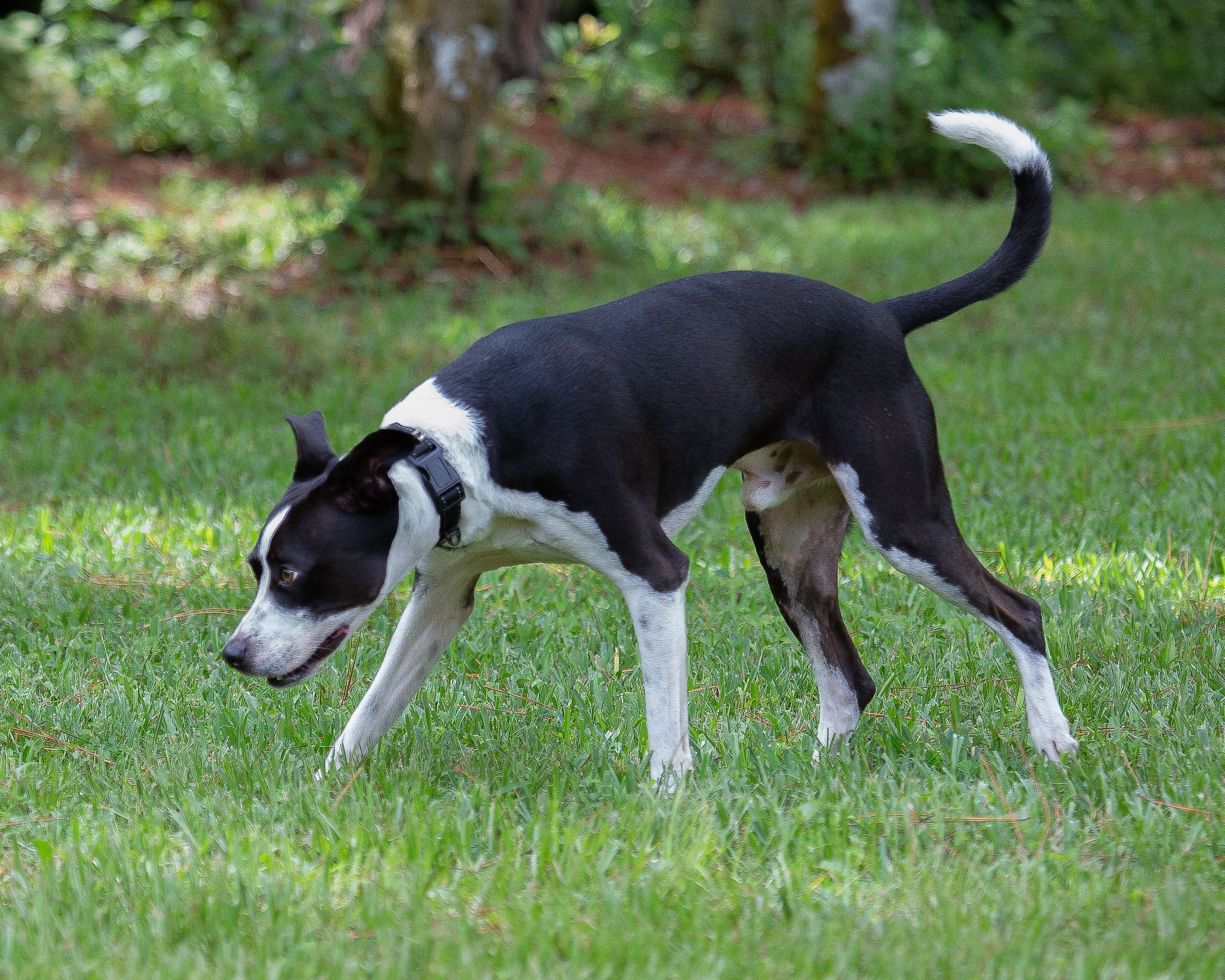 A black and white dog chasing a frisbee in the grass.