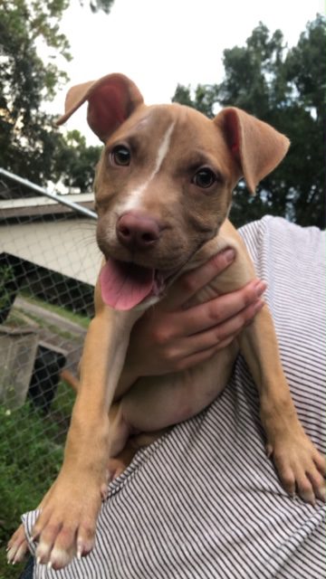 A person is holding a small dog in their arms.