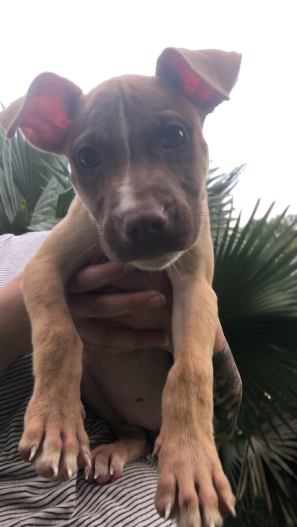 A small brown dog is being held up by a person.