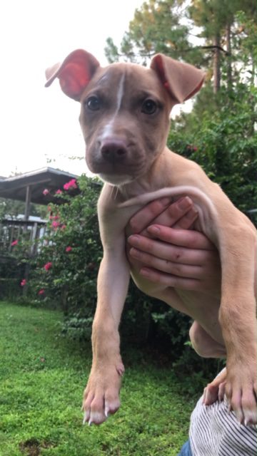 A person is holding a small dog in their arms.