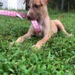 A small dog laying in the grass with a pink leash.