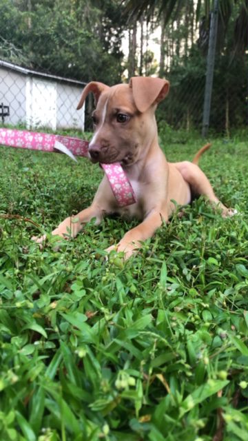 A small dog laying in the grass with a pink leash.