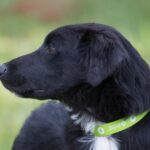 A black and white dog wearing a green collar.