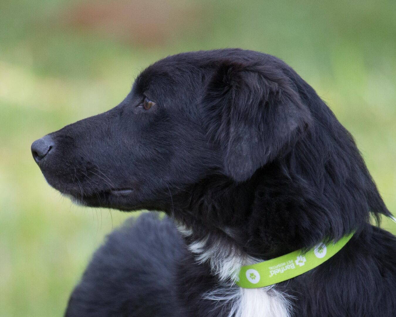 A black and white dog wearing a green collar.