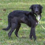 A black and white dog standing in the grass.